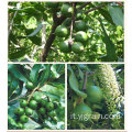 Frutta secca sana deliziosa all&#39;ingrosso sgusciata Macadamia